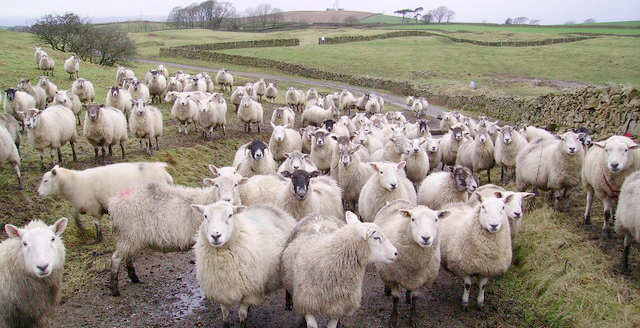Police said the livestock were herded into a water-filled dyke and were killed overnight (Stock photo)