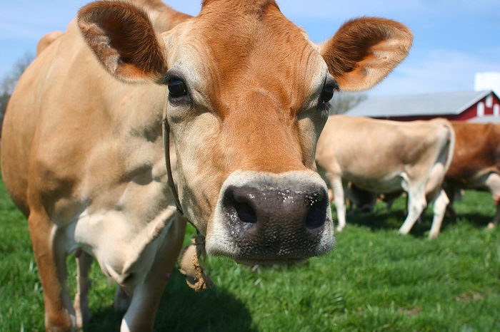 The project, led by Jersey Overseas Aid (JOA), hopes that by 2018 over 200,000 cows will be inseminated annually