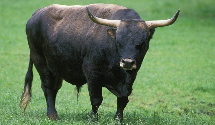 The oversized wild cattle known as the aurochs died out in the 1627 (Stock photo)