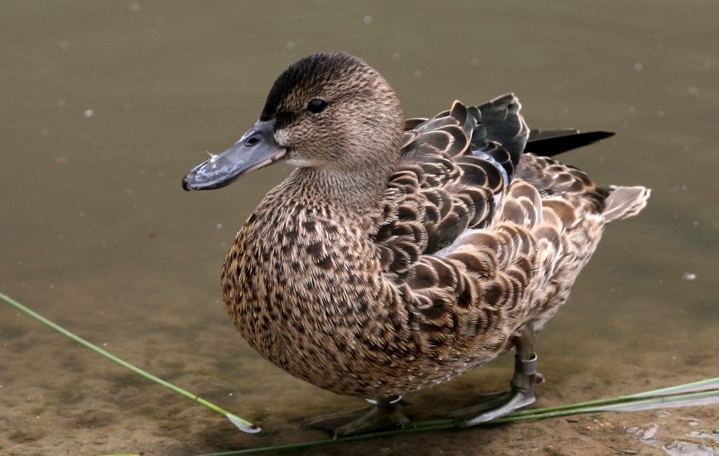 A female teal duck (Stock photo)