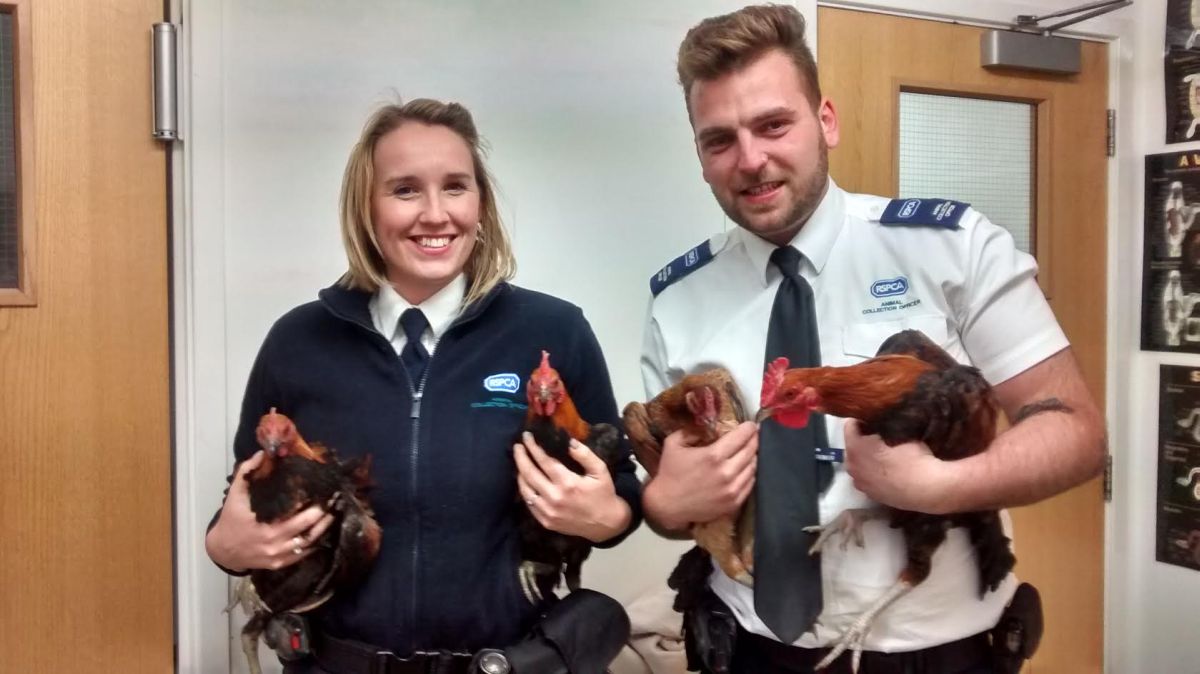 Appeal for information after three cockerels and a hen abandoned