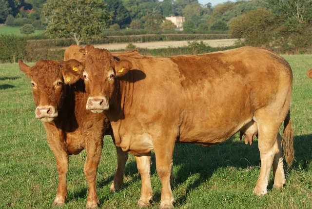 Limousin cows (Stock photo)