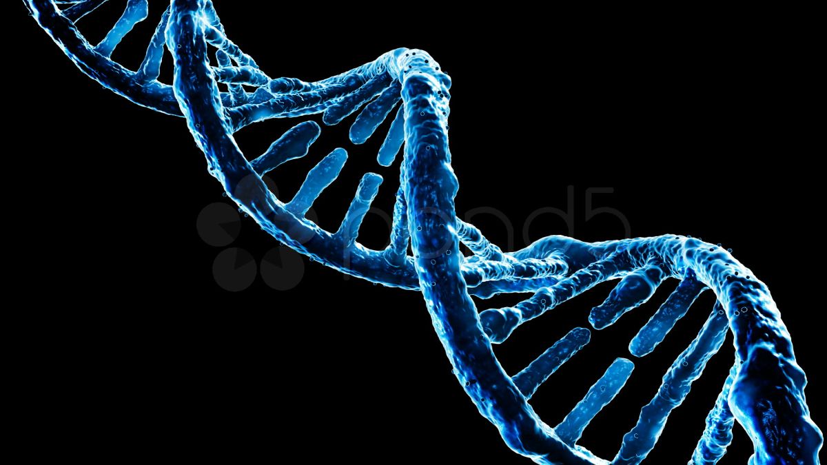 Stem cells from male pigs with desirable characteristics – such as greater resilience to disease – could be transplanted into the surrogates