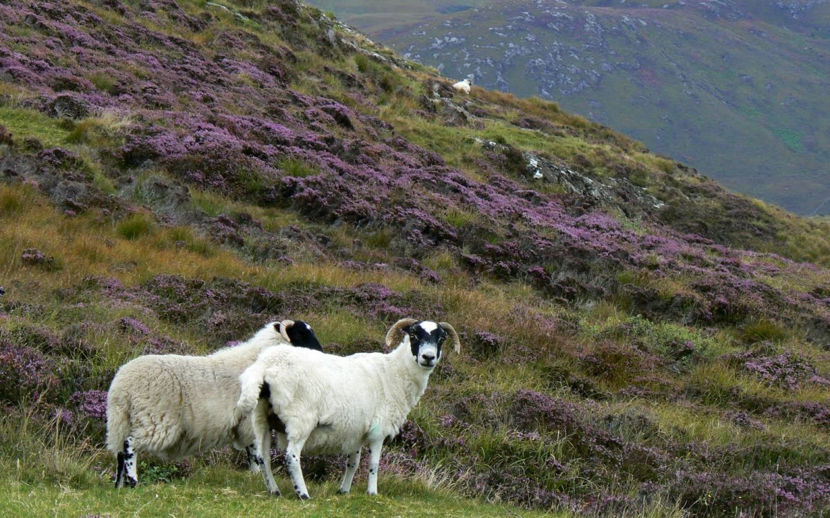 The Alliance considered how to persuade the public and the Government to support continued and enhanced delivery of upland benefits to society