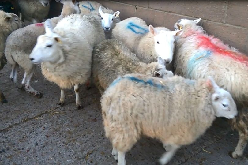 effery Thomas Dunn, 57, moved the animals when all but one of them was lame and has now been fined (Photo: Chronicle Live)