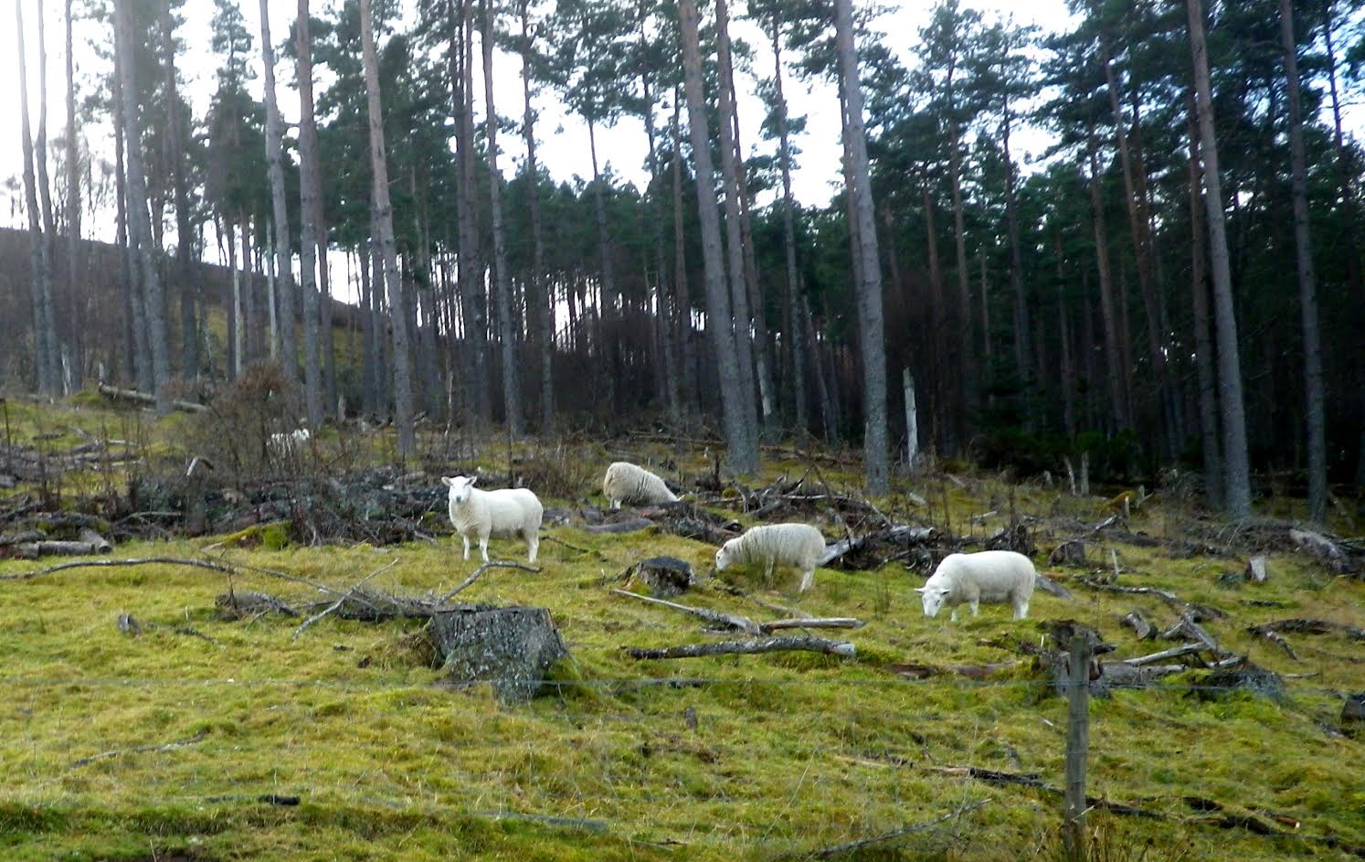 Open dialogue the key to managing stray sheep, Forest Enterprise Scotland says
