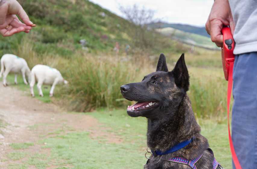 Sheep worrying by dogs is a serious animal welfare concern