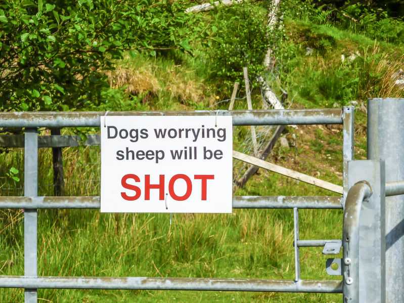 Livestock worrying is a criminal offence under the Protection of Livestock Act 1953