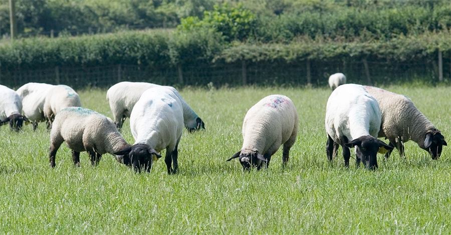 Farmers are being told to stay vigilant for any outbreaks of disease