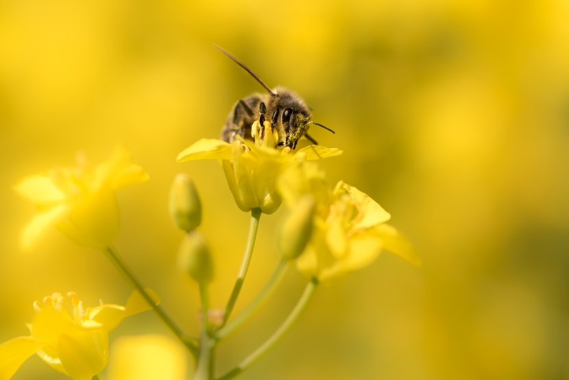 The economic value of bees on the pollination of commercially grown crops has been estimated at over £200 million a year in the UK alone