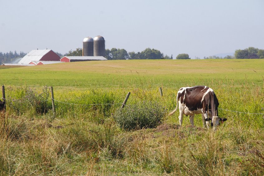 It is reported some farmers give their livestock the sweets because it is cheaper than corn