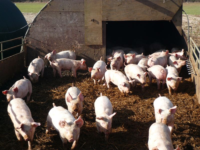 A £300,000 project was set up 12 months ago to improve the efficiency of UK pig production