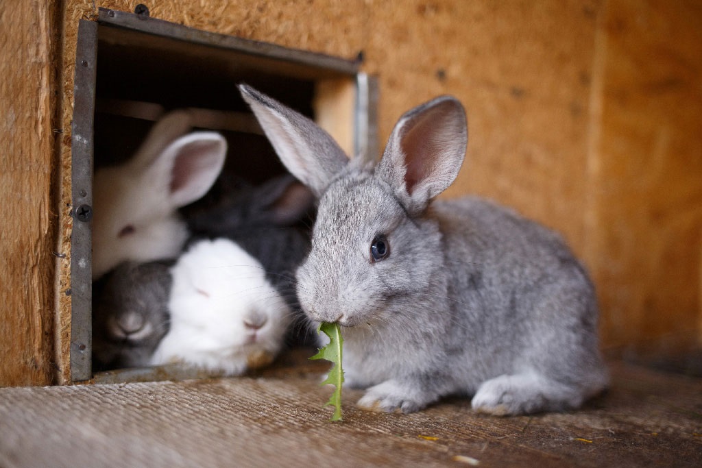 Rabbit farmers across Europe are being urged to to phase out battery cages and replace them with 'healthier but affordable alternatives' (Photo: AP Images)