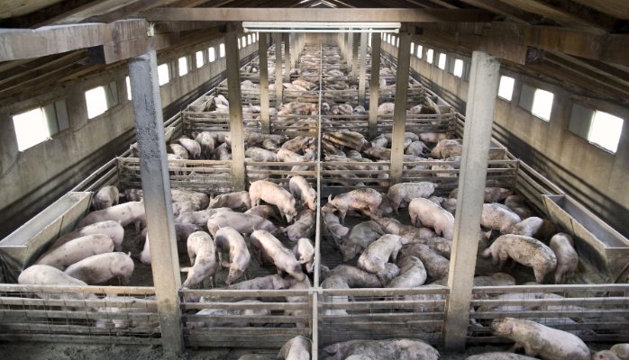 The scandal relates to blood being extracted from horses in South America for use in meat production (Photo: Pig farm in Brazil)