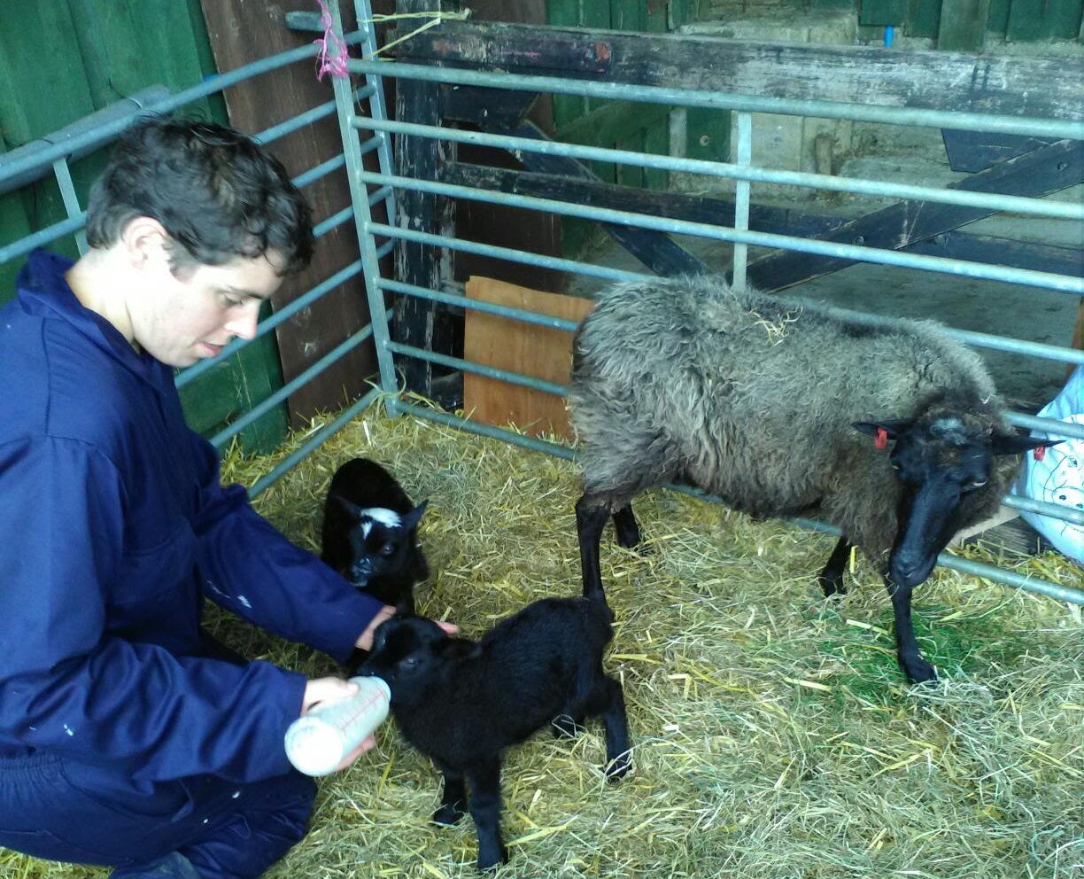 Dorset County Council's farms - which provide a lifeline for those with learning difficulties