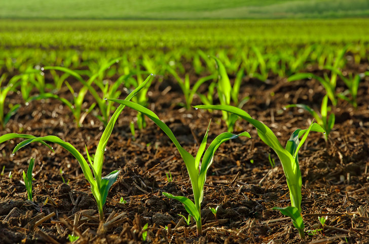 "The UK must start thinking about what it needs to achieve through plant protection"