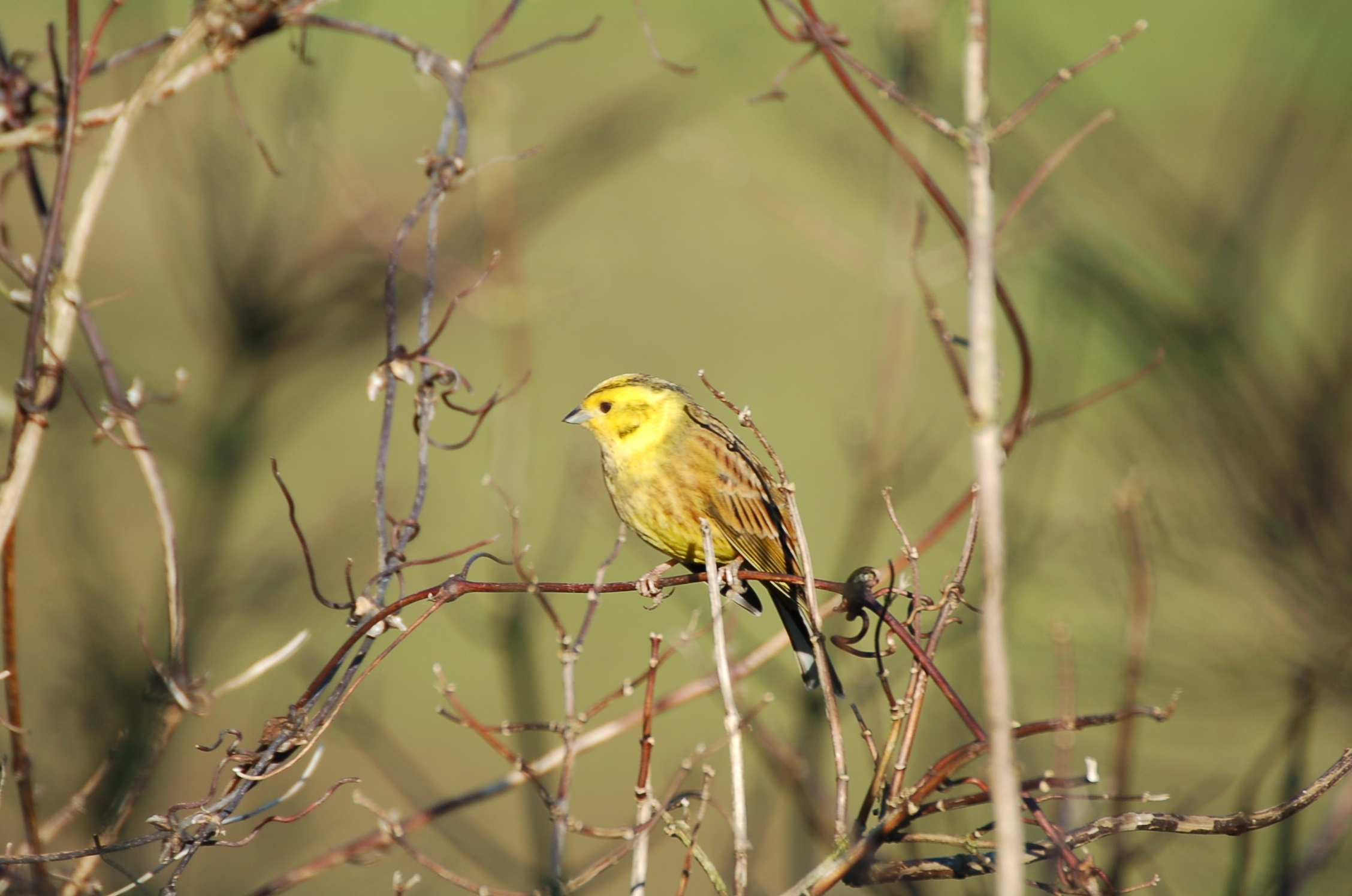 Yellowhammer, pic: P Thompson, GWCT