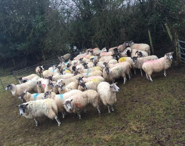 The Rural Crime team said two had to be put down at the scene after being found in Yeovil