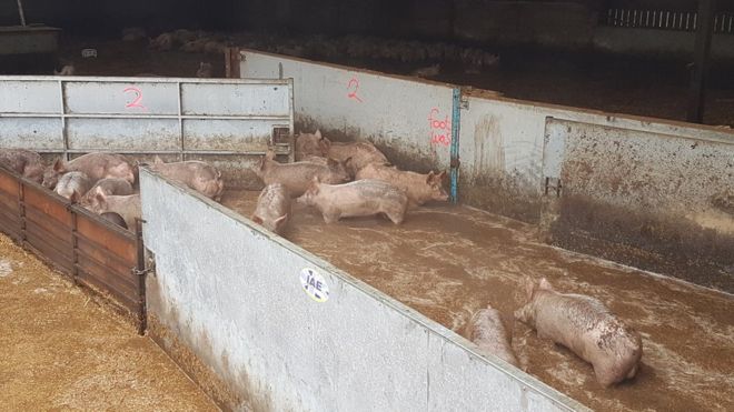 Pigs in floodwater at Keldholme Piggery (Photo: North Yorkshire Fire Service)