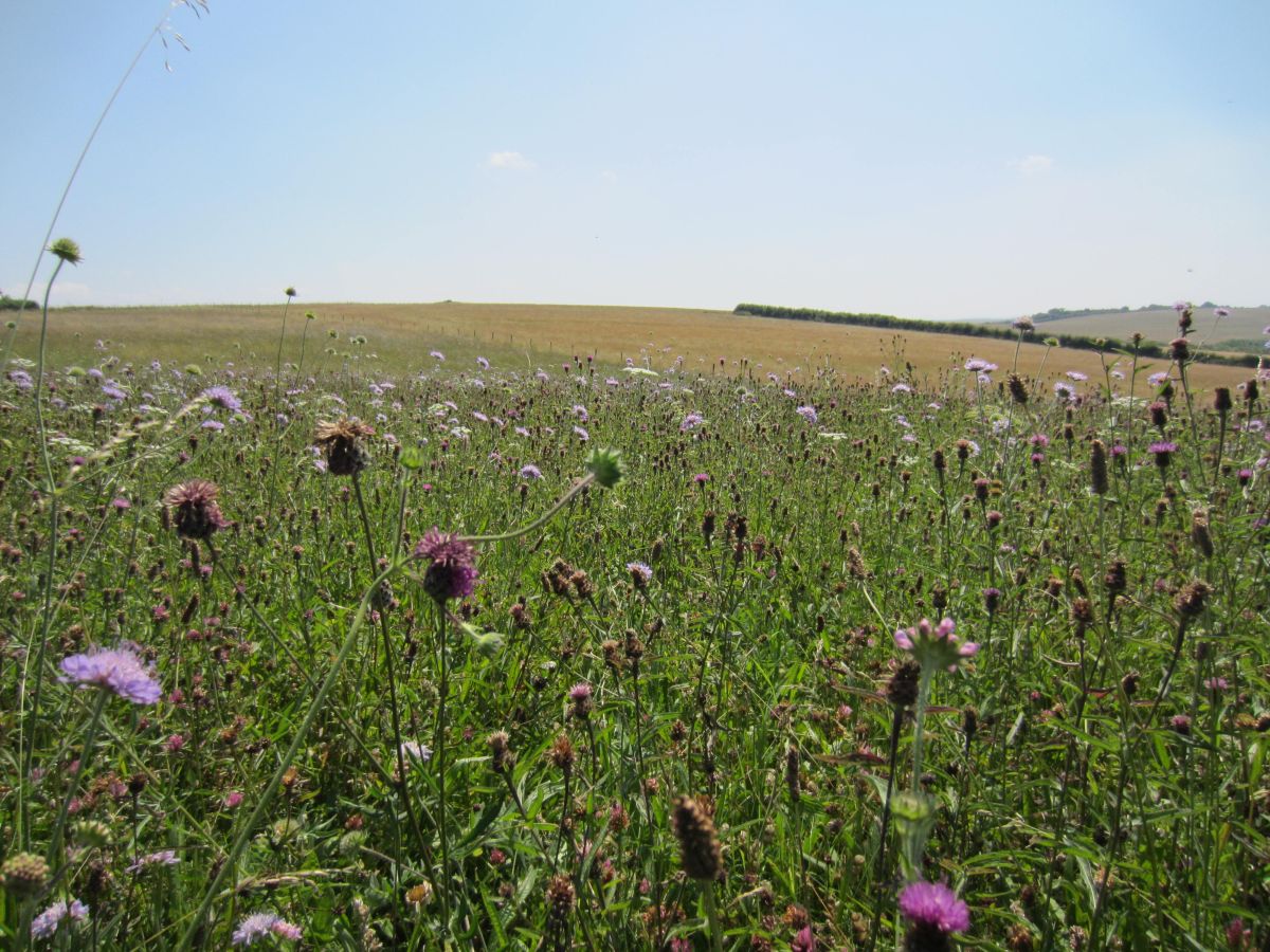 Increasing biodiversity in farmland is a major challenge and opportunity for the farming industry