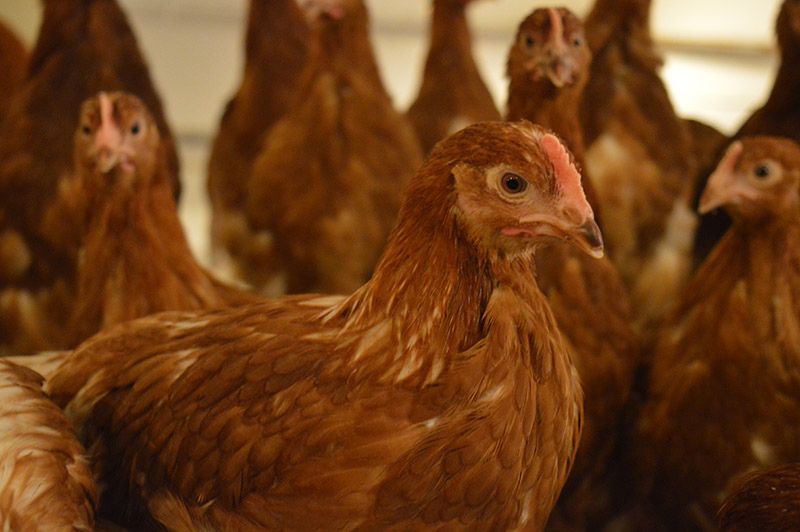 Animal and Plant Health Agency said that the case should serve as a warning to egg producers that they must comply with the rules