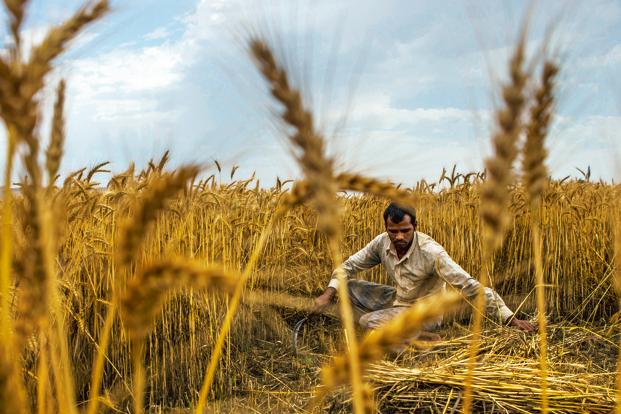 Scientists Call On British Cooling Businesses To Help Indian Farmers 