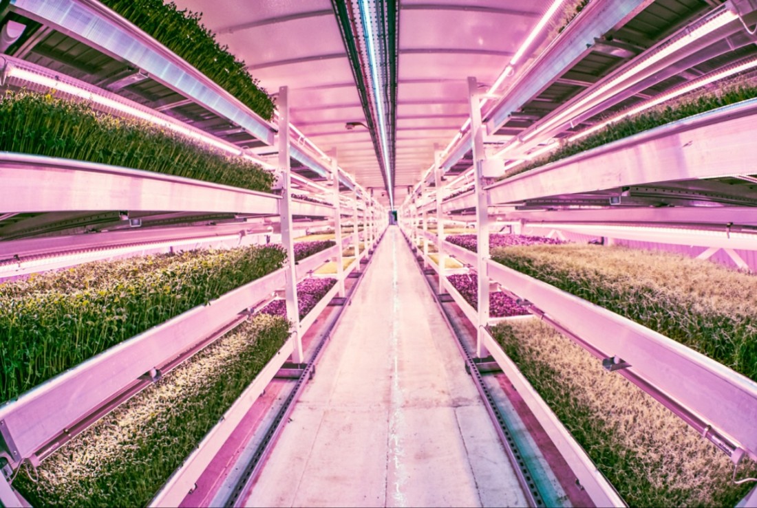 Growing Underground, London’s first subterranean farm, opened last year for its first phase of full production
