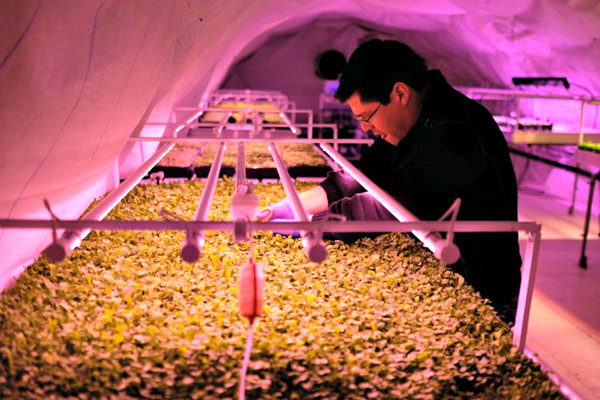 Growing in a carefully-controlled, pest-free environment allows Growing Underground to deliver exceptional produce of consistent quality