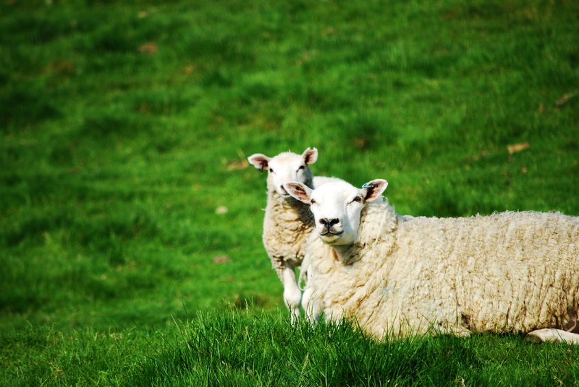 A headless two-month old lamb was discovered on the morning of Tuesday 31 January