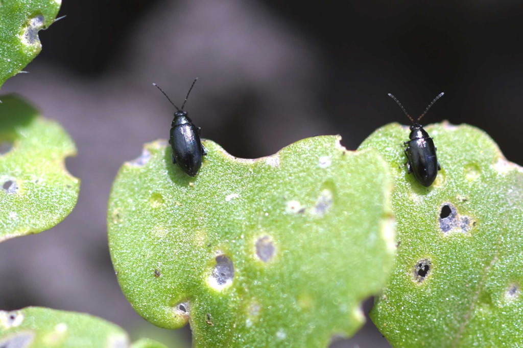 Flea beetle damage is the main culprit for the poor figures