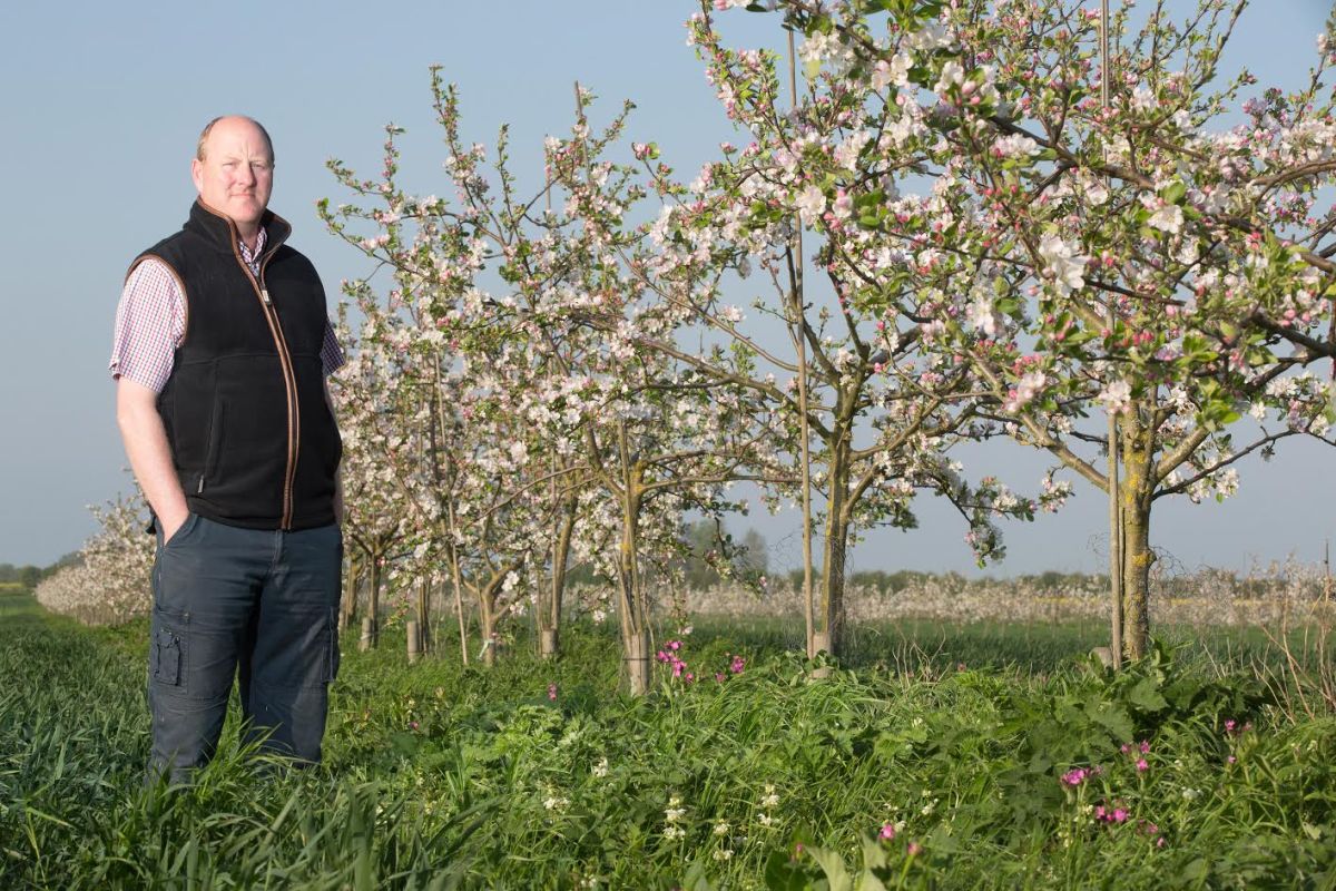 Stephen Briggs has diversified into alley cropping – planting rows of fruit trees between his arable crop (Photo: Tim Scrivener)