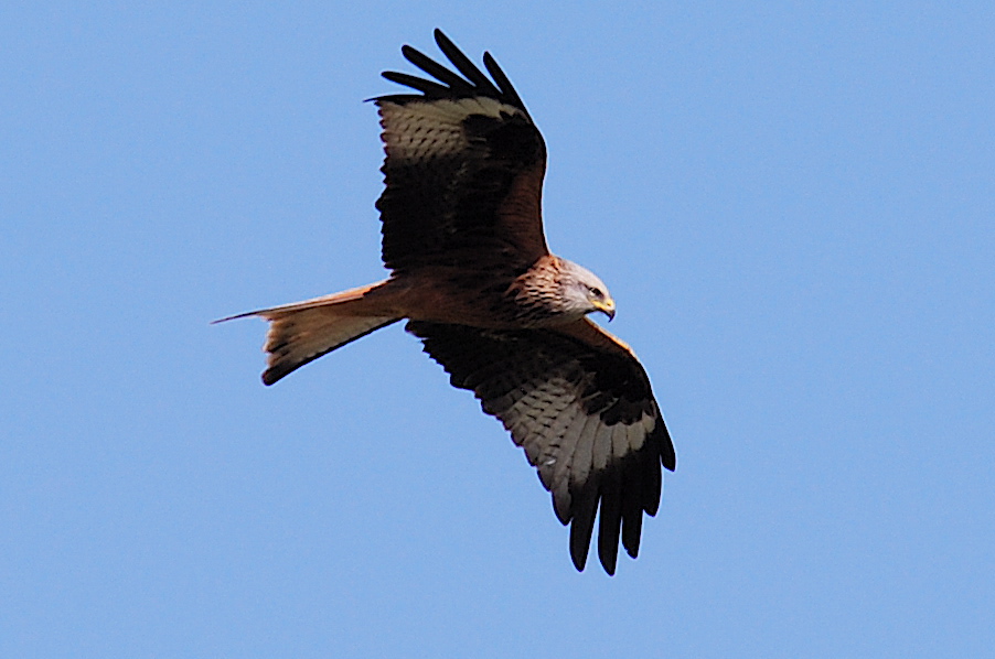 196 birds of prey were illegally killed in 2015