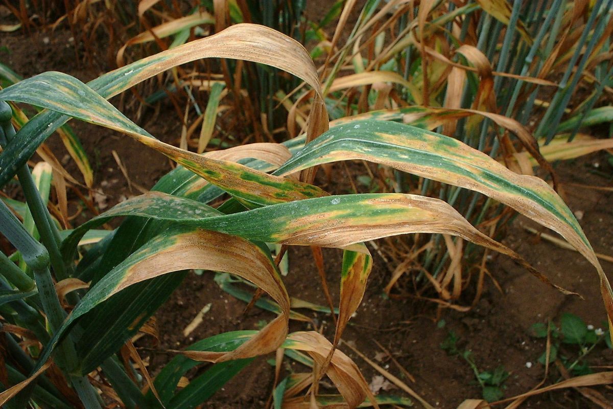 Wheat rusts spread rapidly over long distances by wind