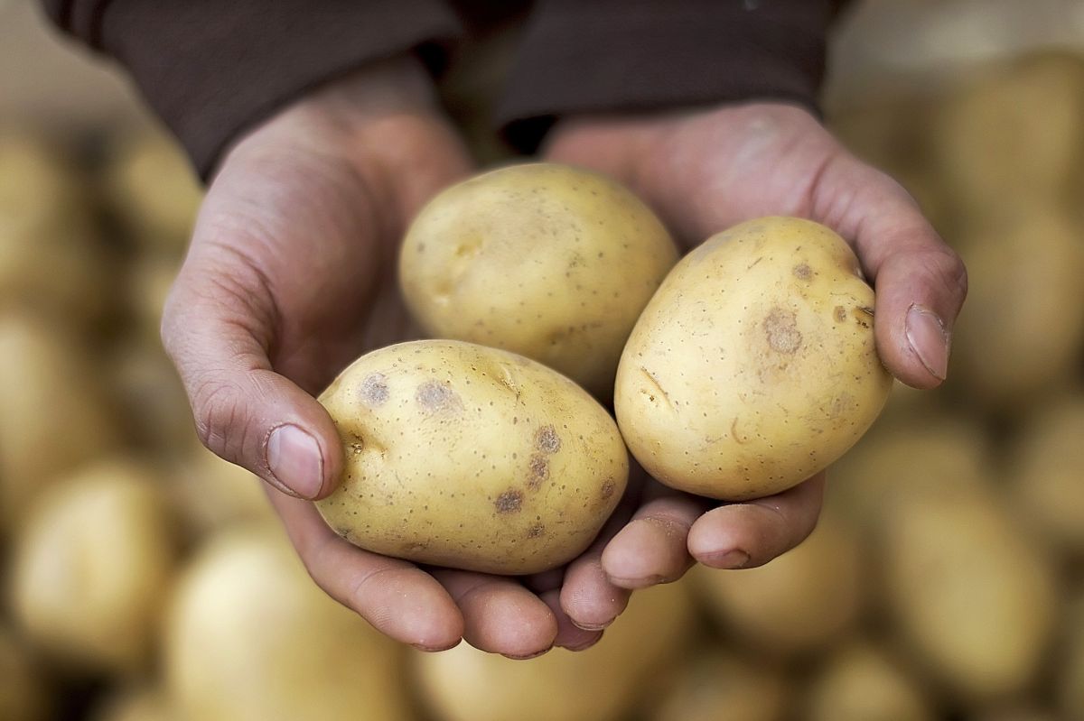 Potato growers’ are missing margins, according to AHDB Potatoes
