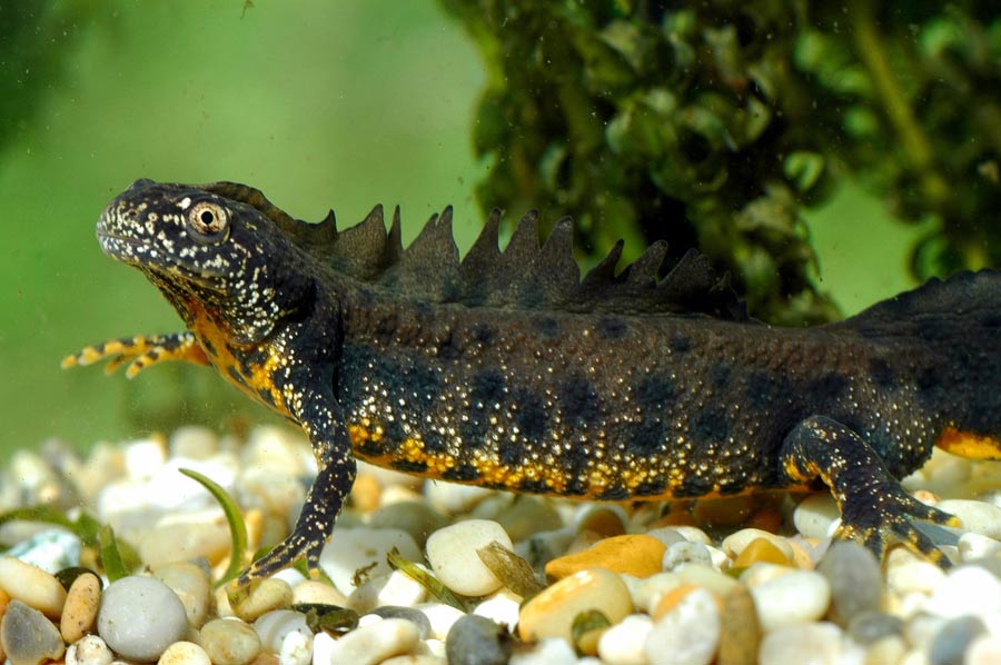 Landowners and farmers have welcomed housing boost created by reform of 'costly' newt licence process (Photo: Great crested newt)