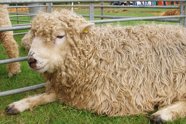 Grey faced Dartmoor sheep, like this one, was found slaughtered on a field near Boston (Stock photo)