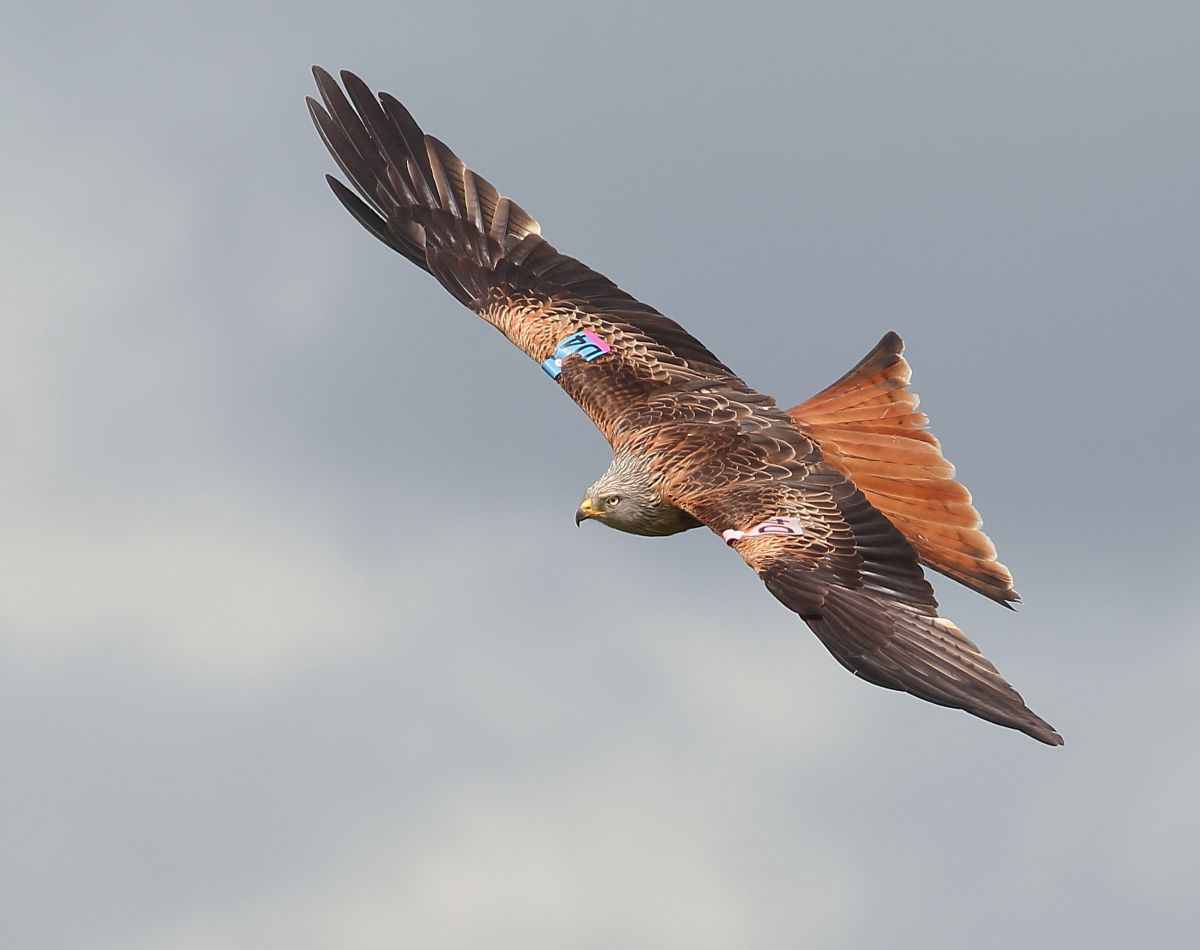 There are only 1,600 red kites in the UK (RSPB)