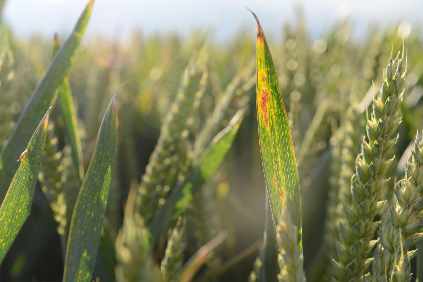 Barley yellow dwarf virus