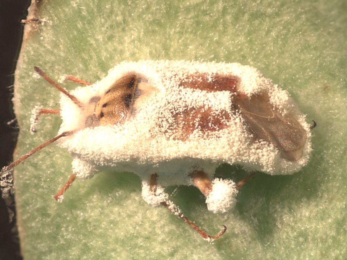 Western tarnished plant bug (Lygus hesperus) killed by the entomopathogenic fungus, Beauveria bassiana (Photo: Surendra Dara)