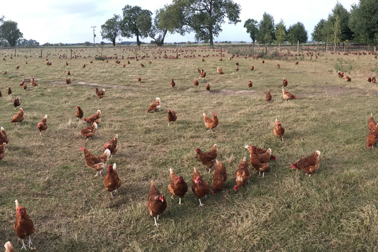 Both farms are within sight of each other but only one has to downgrade their eggs to barn