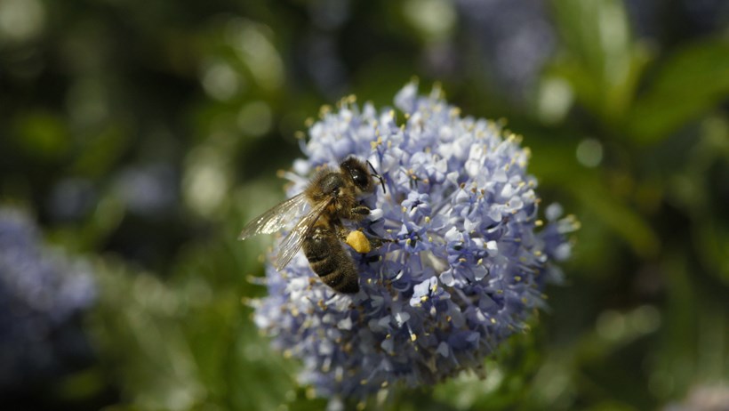 New Tesco scheme gets endangered bees buzzing again