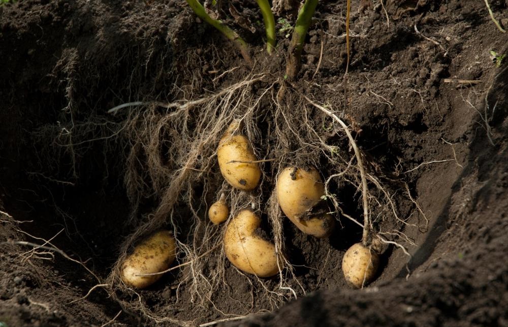 Some potato growers are experiencing penalties of up to 30%