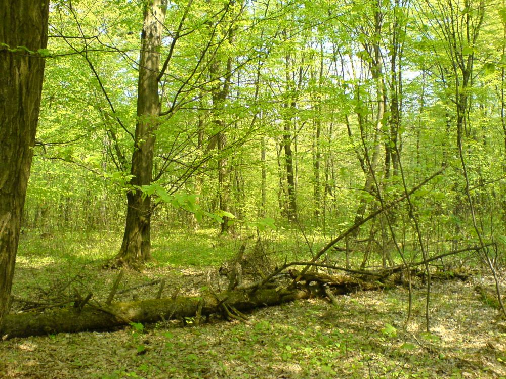 The increase in tree plantings is hoped will combat climate change and fuel rural economic growth