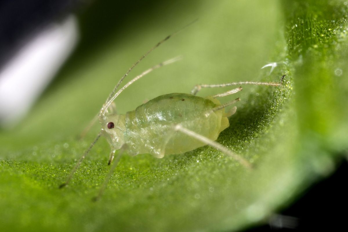 Their research will inform industry and research programmes to support pest control and aid global food security