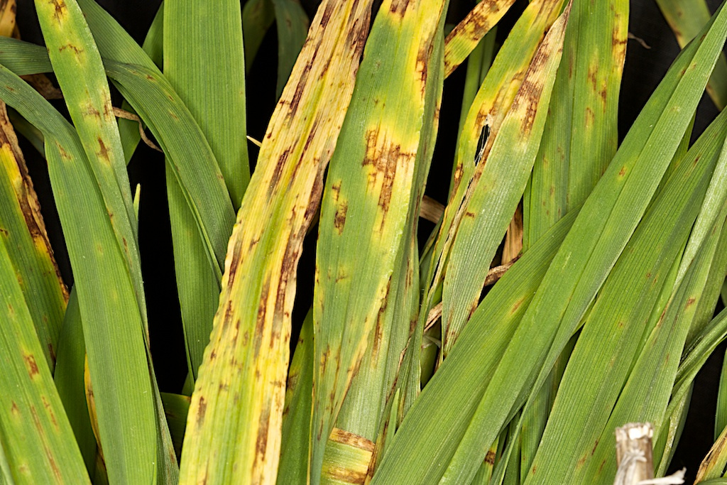 Net blotch is a costly fungal disease in barley