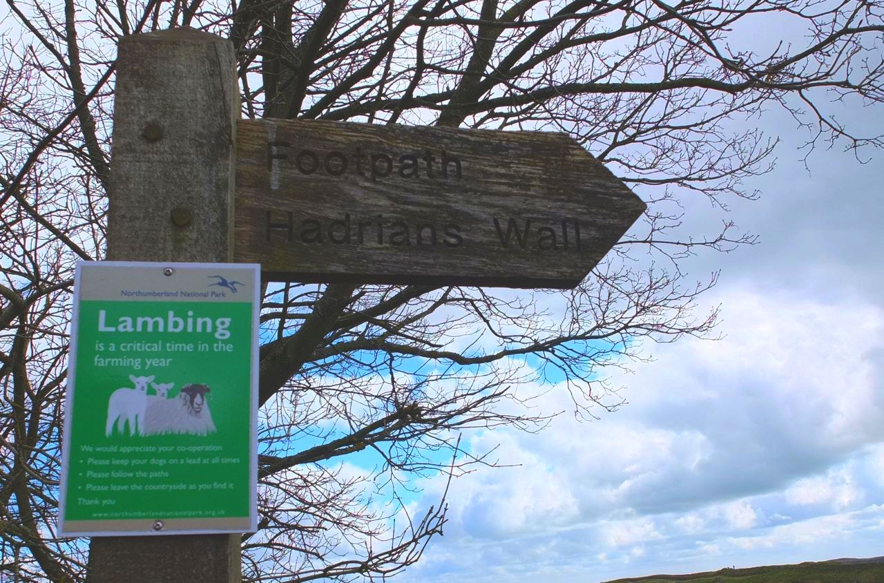 Dog attacks have caused a great deal of emotional stress and financial cost to sheep farmers around the country