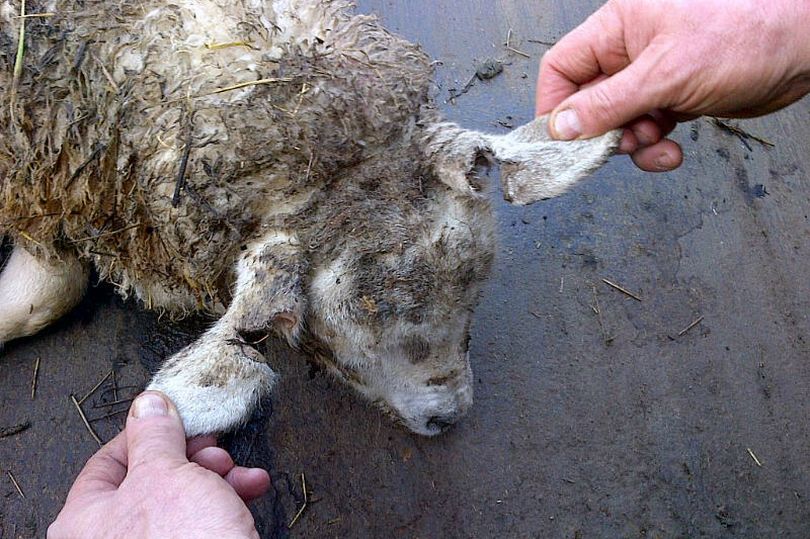 The thieves sliced the sheep's ears to remove tags so it could not be traced (Photo: @NWPRuralCrime)