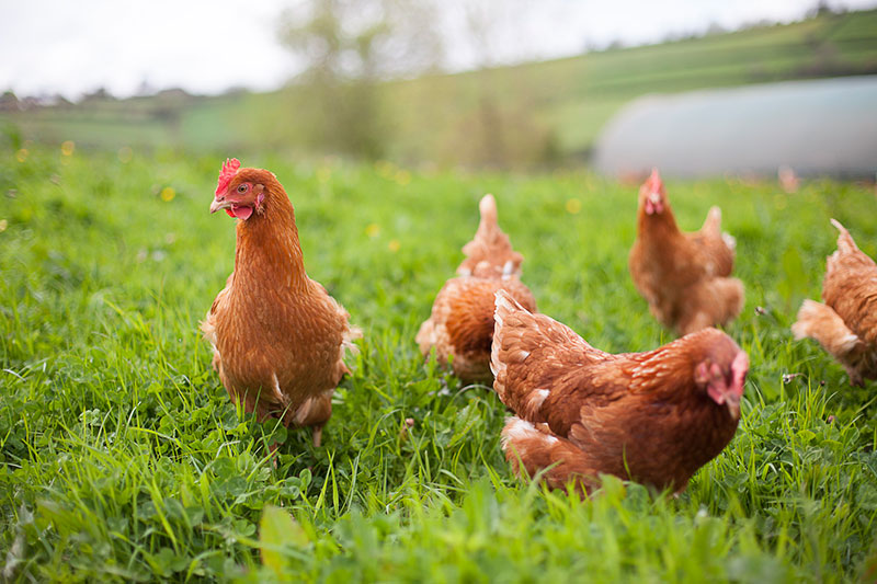 The egg sector has criticised the Government's plans as being 'inconsistent'