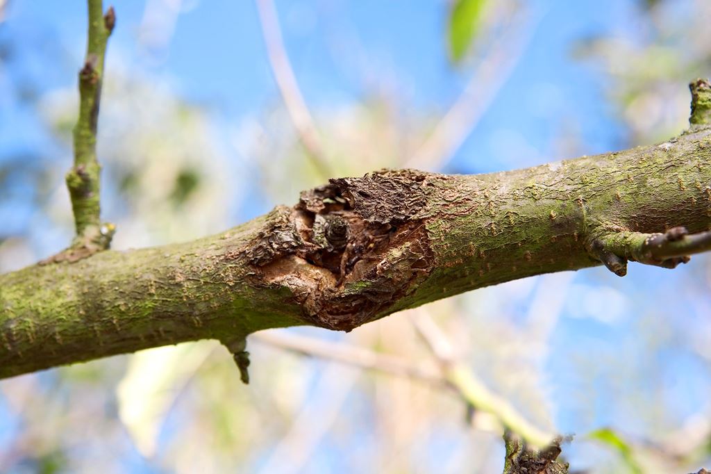 Losses of trees due to canker have risen significantly over the last 10 years