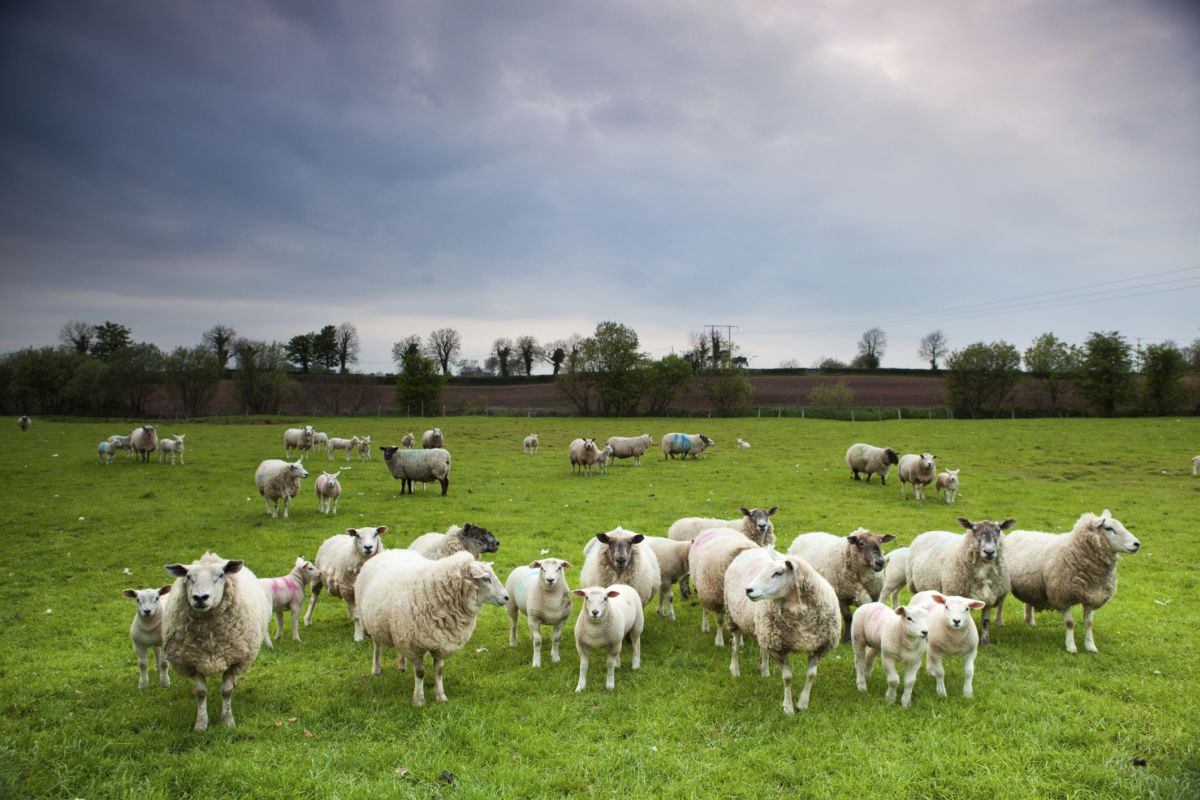 Up to 40% of UK lamb production is exported each year, with 96% of that going into the EU single market